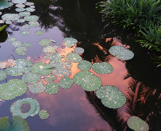 Lilly Pads from our Hotel in Vietnam