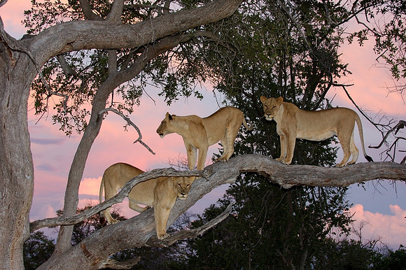 Tree Lions
